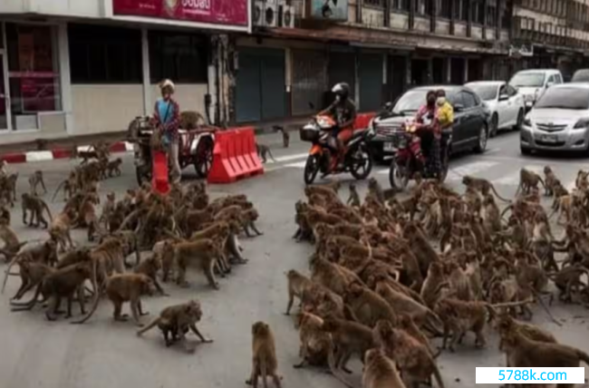 泰国数千只山公打群架 37只带头公猴被捏 泰政府：绝育！